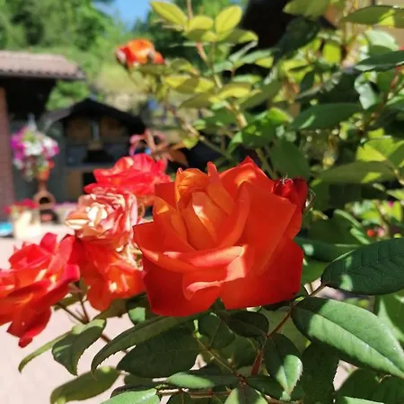 Nocleg ze śniadaniem B&B Casa Fiorita Acqui Terme